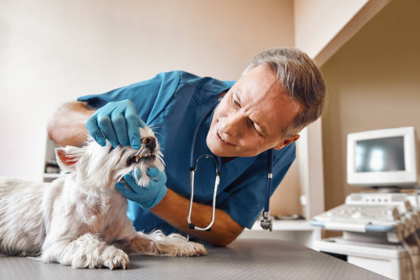 Best Emergency Treatment for Dental Infections or Abscesses in Sibley, LA